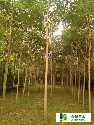 千頭椿苗木的南北種植熱土 遼寧、山西、山東及河北保定博野金澤基地